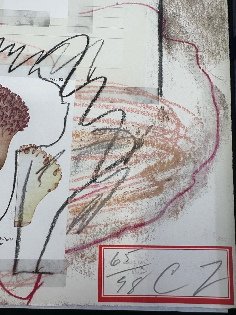 Plate VIII, from Natural History Part I: Mushrooms, 1974 by Cy Twombly