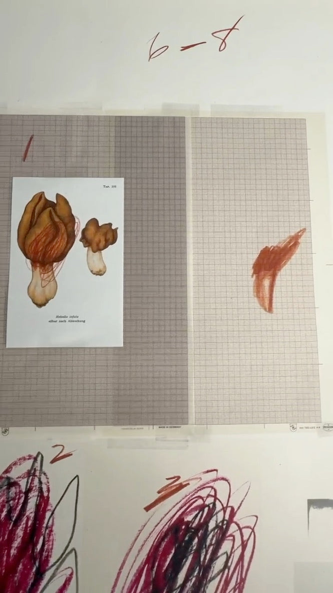 Plate IX, from Natural History Part I: Mushrooms, 1974 by Cy Twombly