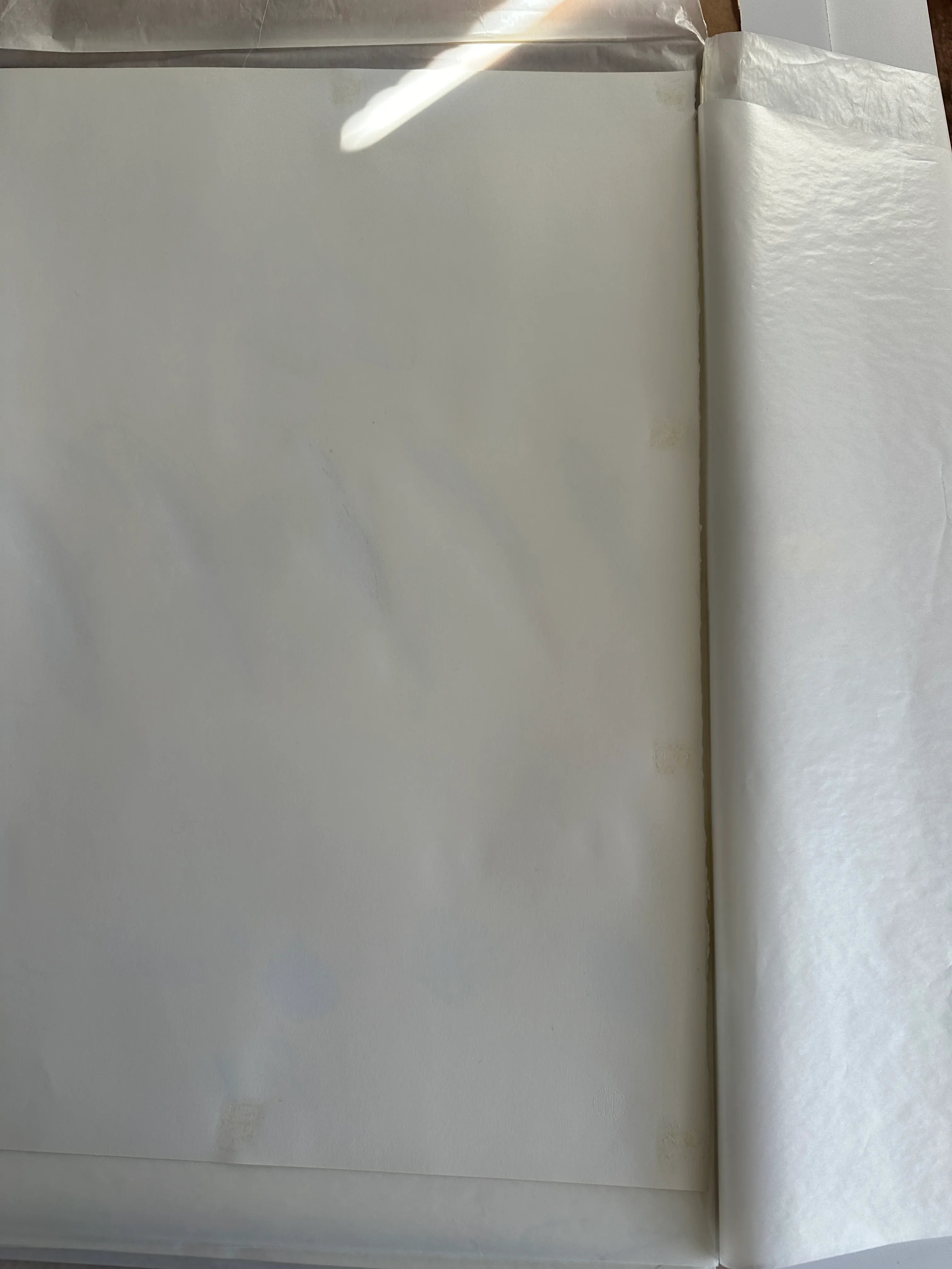 Castanea Sativa, from Natural History Part II: Some Trees of Italy, 1976 by Cy Twombly