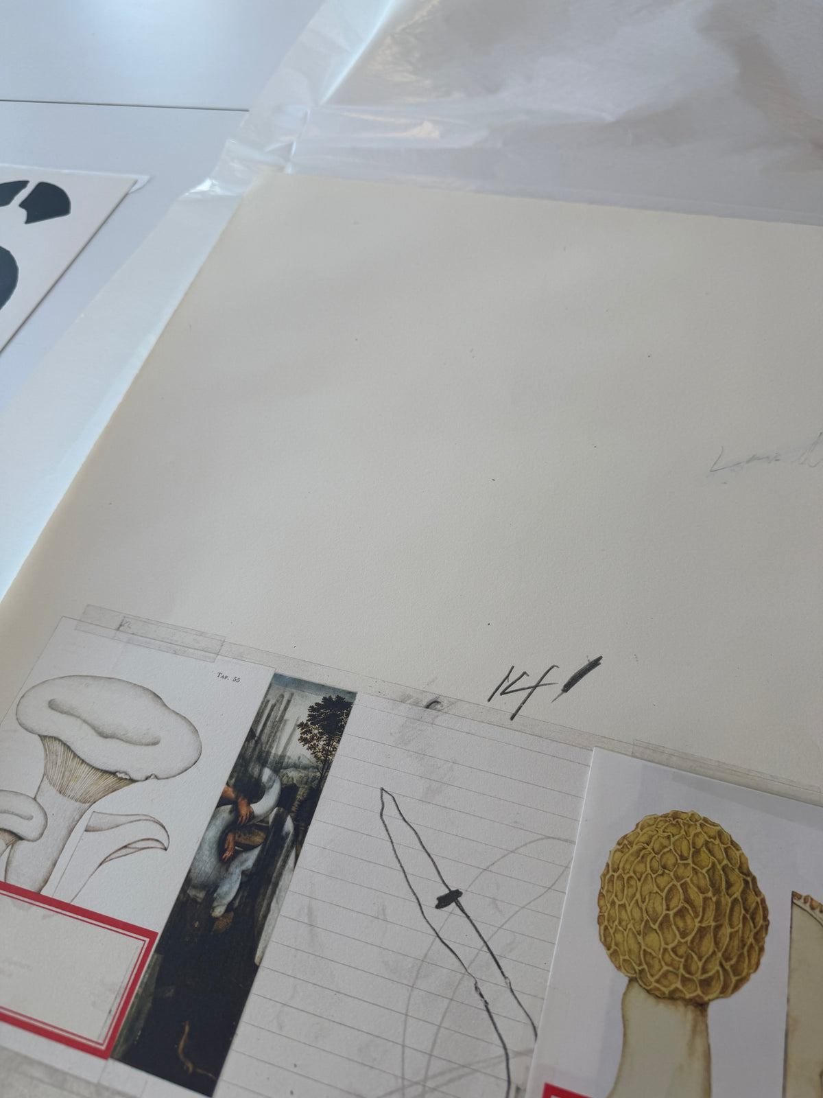 Plate I, from Natural History Part I: Mushrooms, 1974 by Cy Twombly