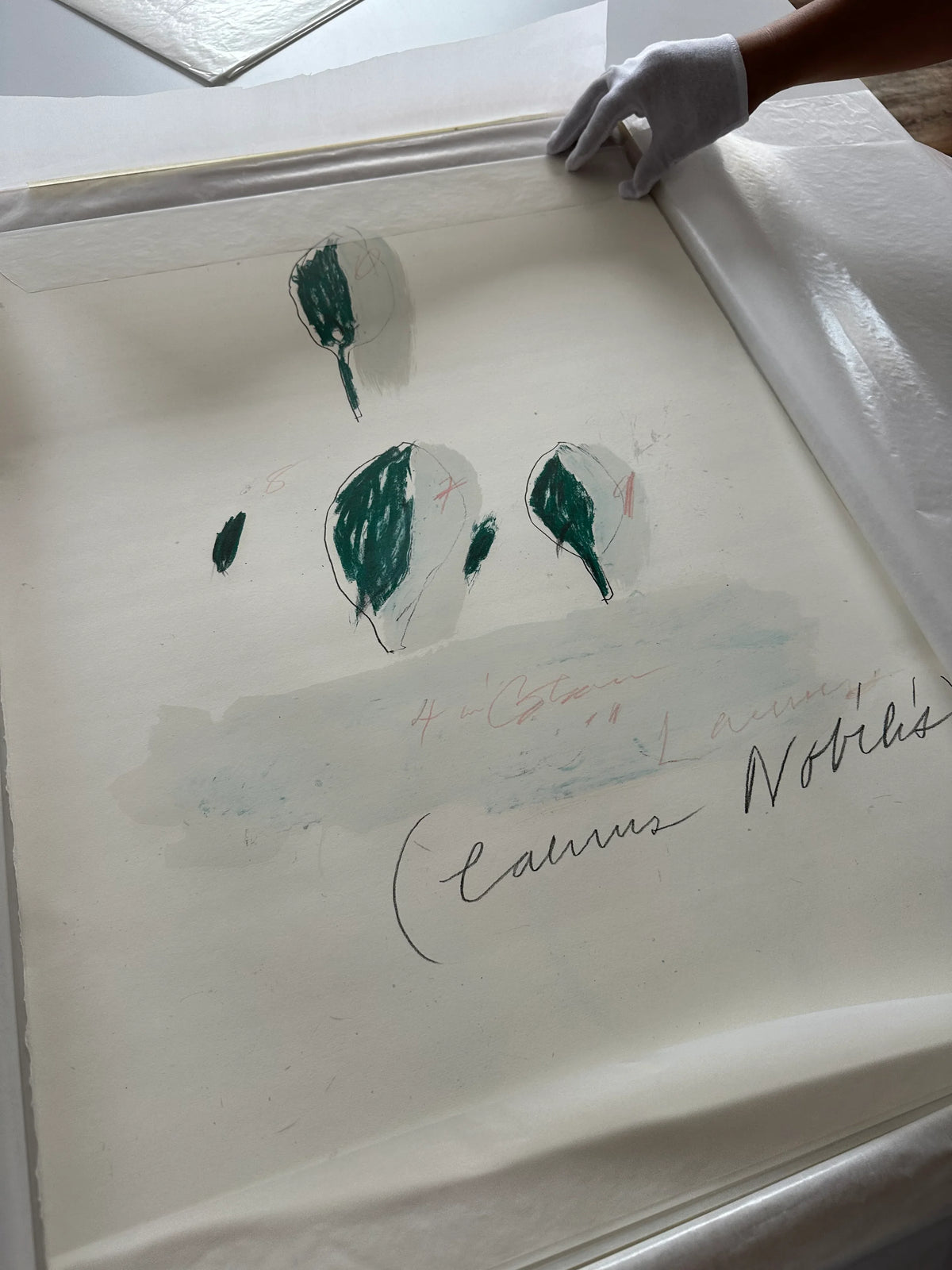Laurus Nobilis, from Natural History Part II: Some Trees of Italy, 1976 by Cy Twombly