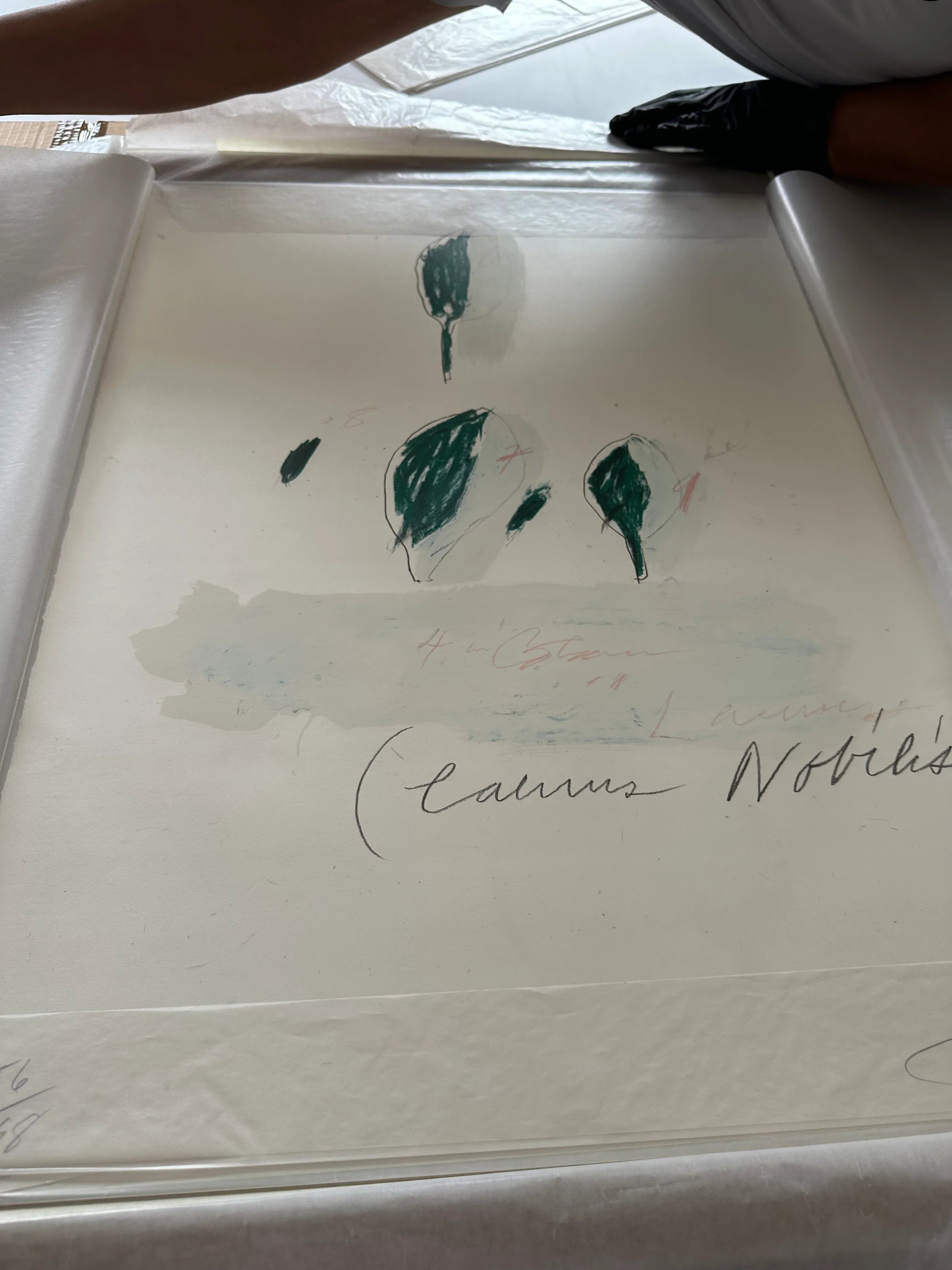 Laurus Nobilis, from Natural History Part II: Some Trees of Italy, 1976 by Cy Twombly