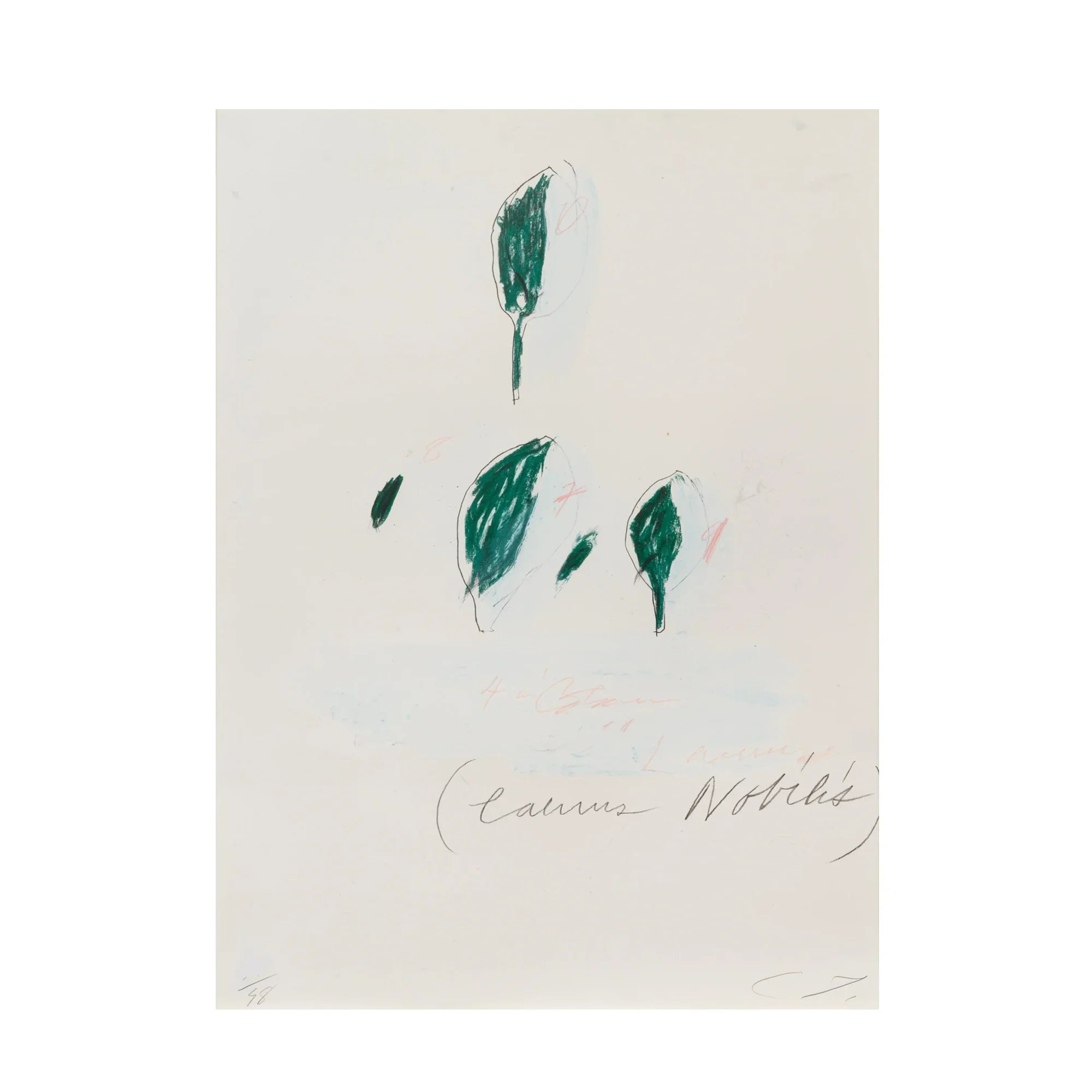 Laurus Nobilis, from Natural History Part II: Some Trees of Italy, 1976 by Cy Twombly