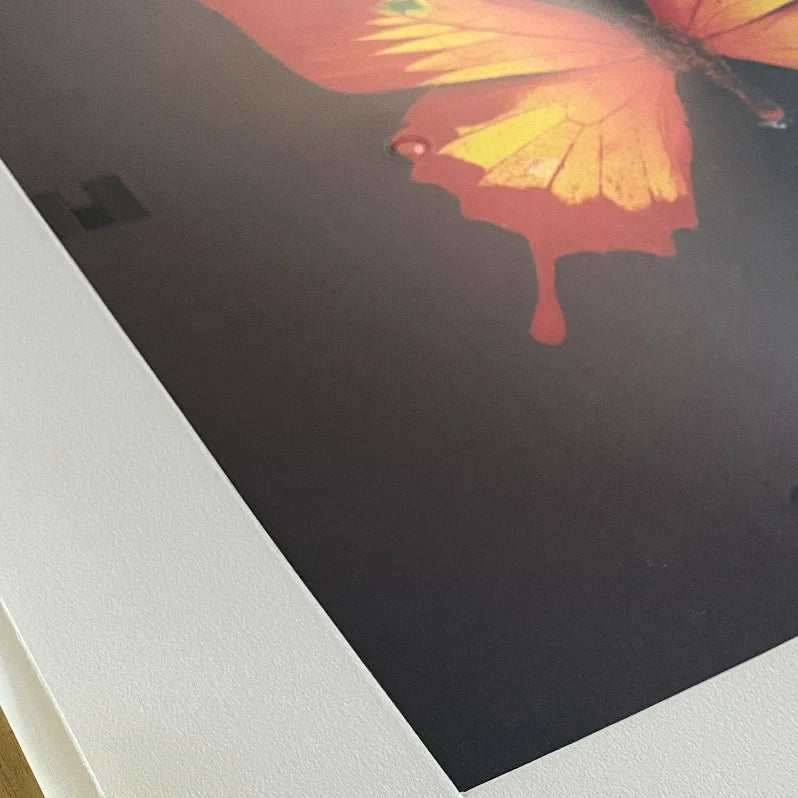 Red, Yellow Swallowtail and green spots (Unique Butterly Print), 2008 by Damien Hirst