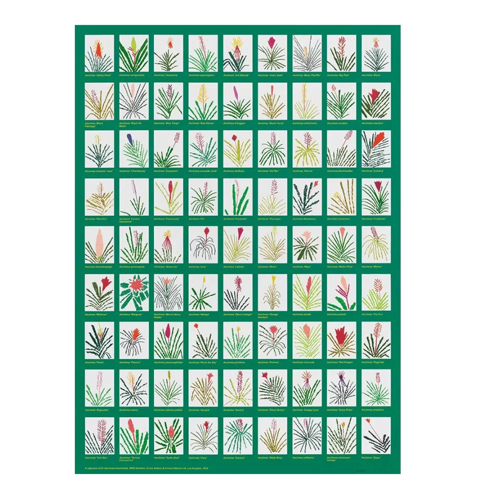 Aechmea Bromeliad Poster, 2022 by Jonas Wood