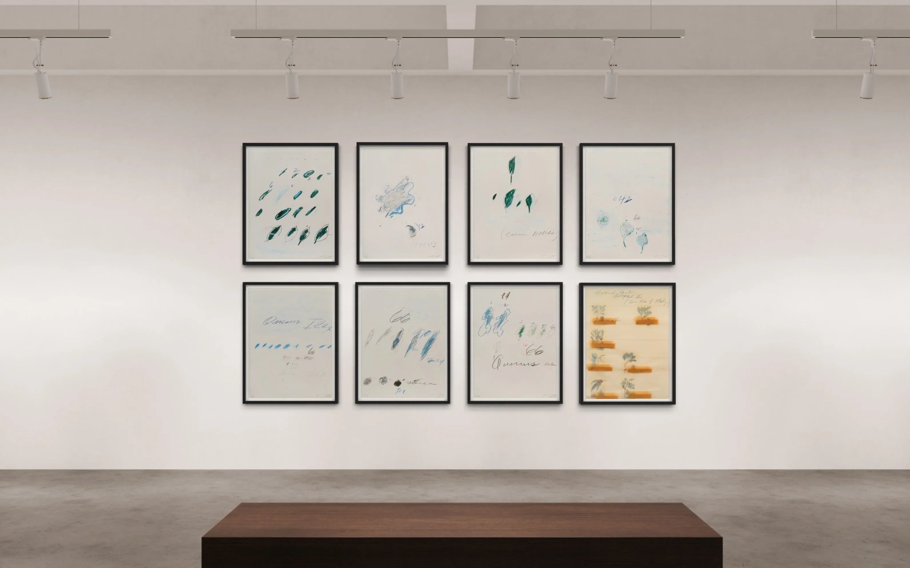 Tilia Cordata, from Natural History Part II: Some Trees of Italy, 1976 by Cy Twombly