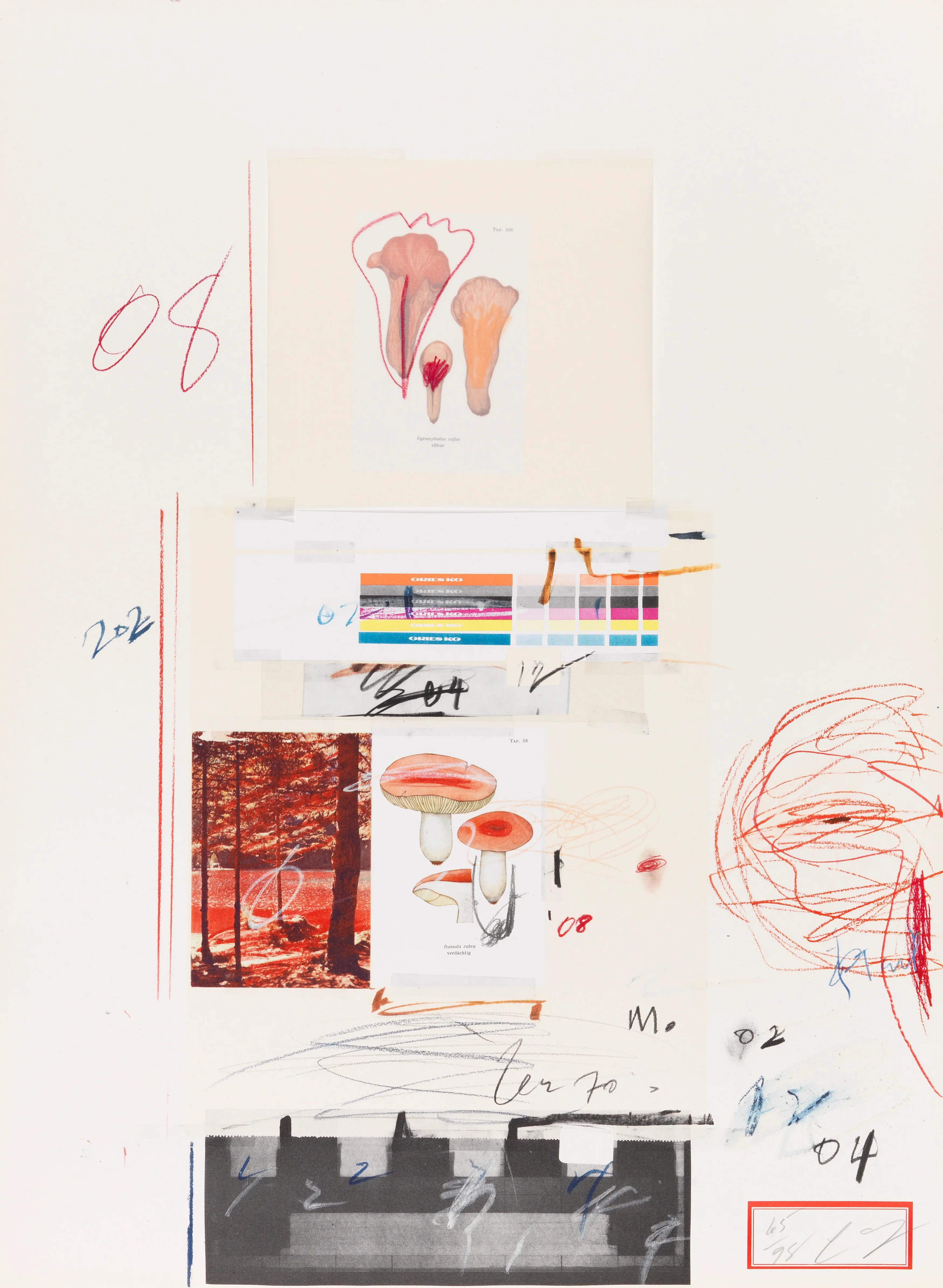 Plate V, from Natural History Part I: Mushrooms, 1974 by Cy Twombly