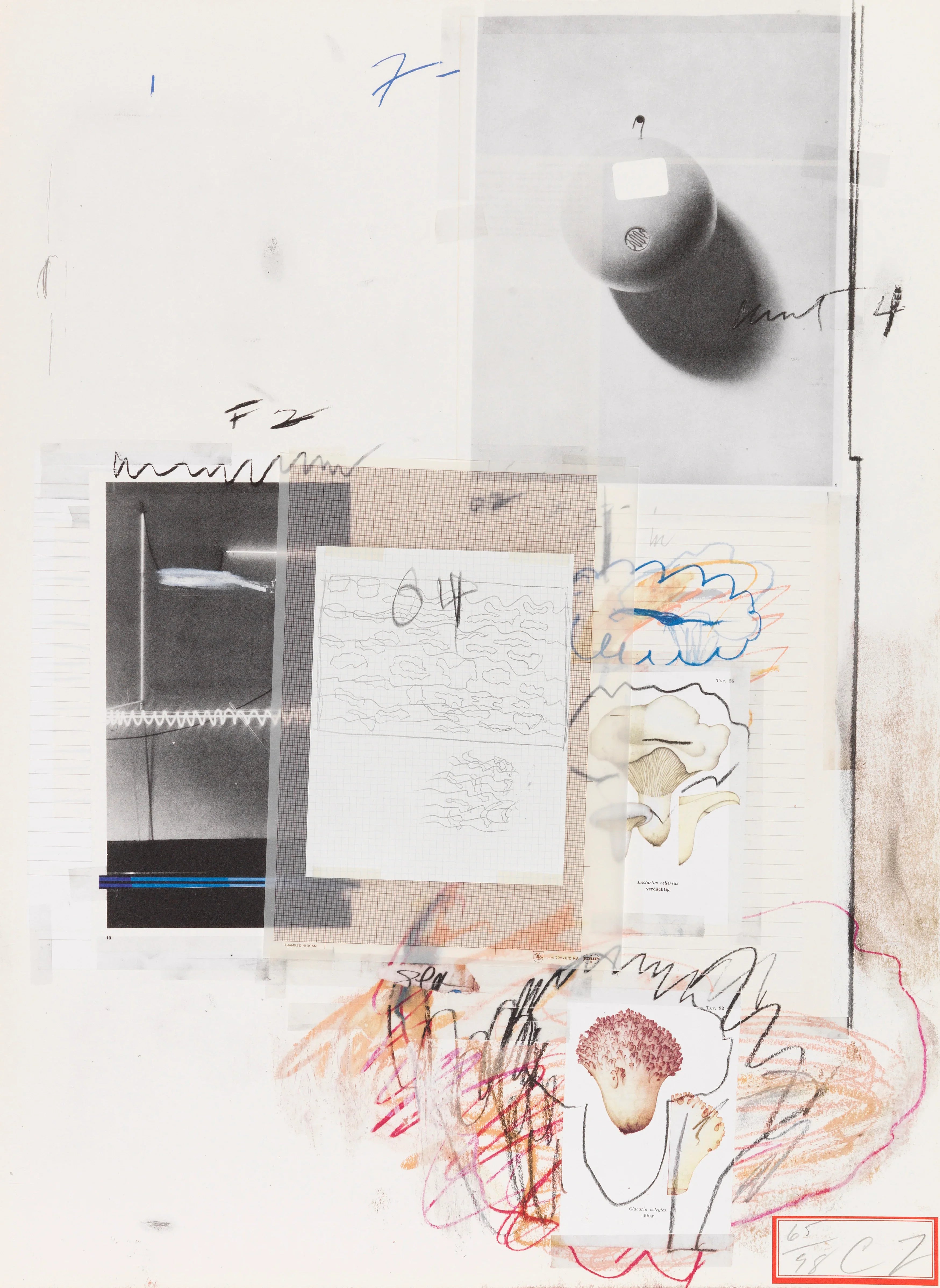 Plate VIII, from Natural History Part I: Mushrooms, 1974 by Cy Twombly