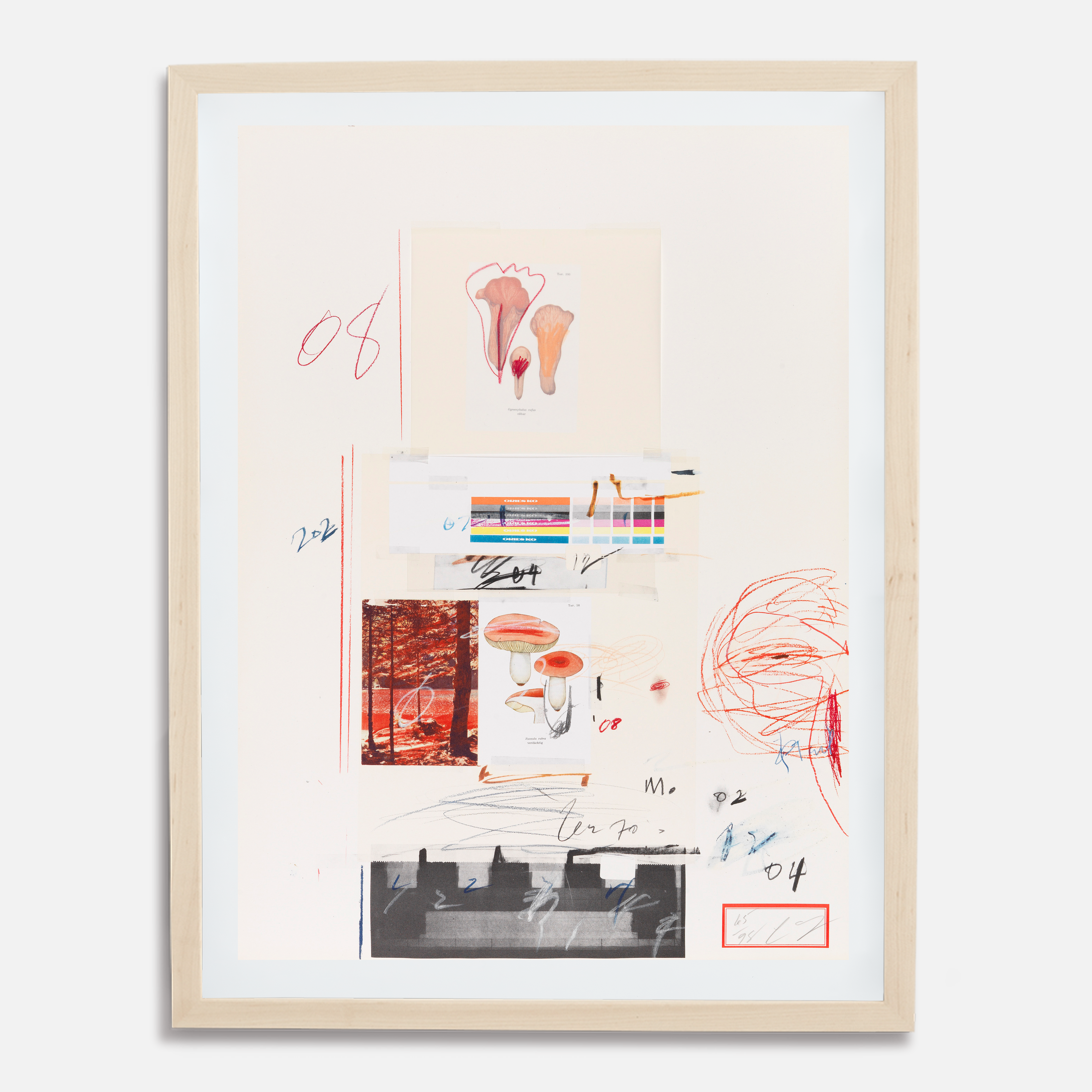 Plate V, from Natural History Part I: Mushrooms, 1974 by Cy Twombly
