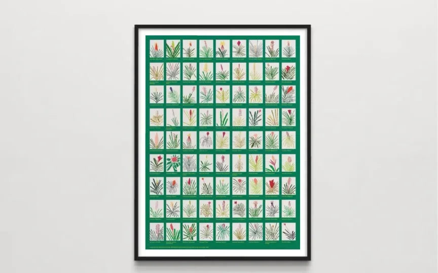 Aechmea Bromeliad Poster, 2022 by Jonas Wood