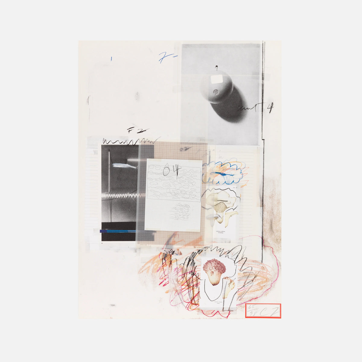 Plate VIII, from Natural History Part I: Mushrooms, 1974 by Cy Twombly